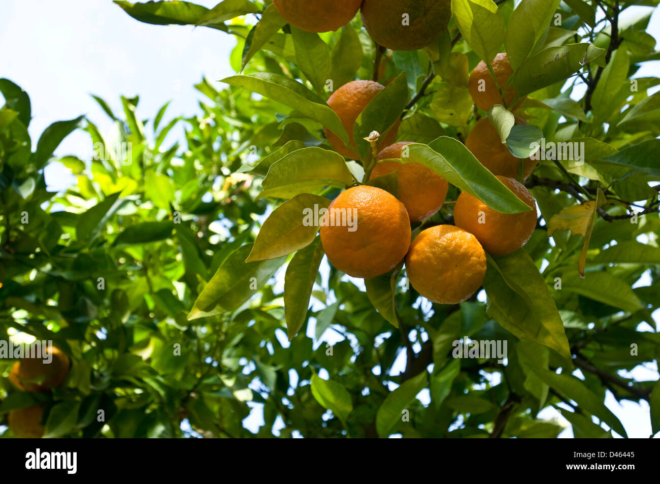 Arancio nei Giardini Generalife Foto Stock