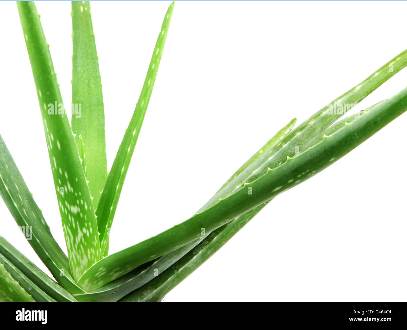 Aloe vera Foto Stock