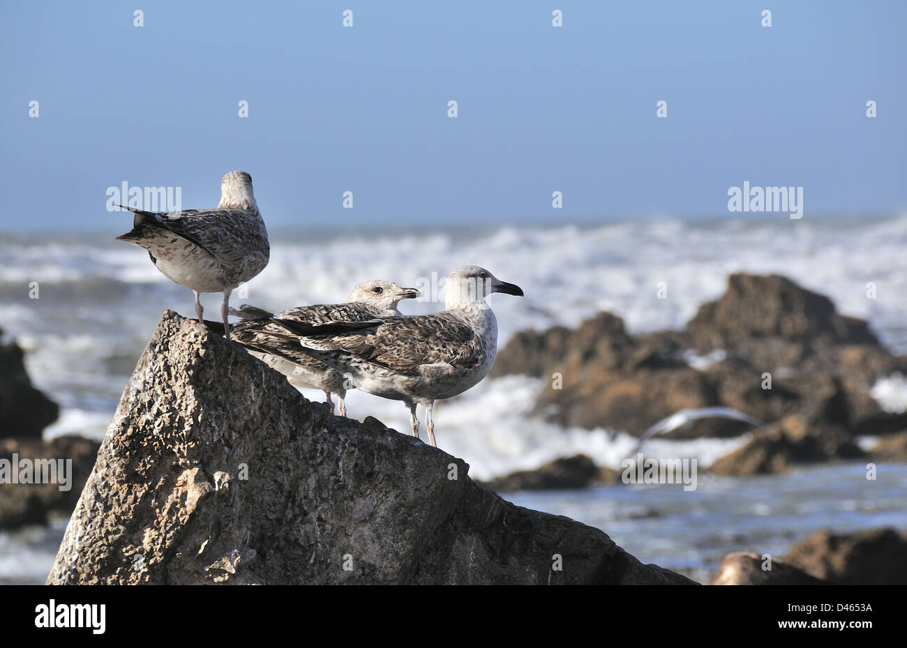 Fila di tre giovani gabbiani in piedi su una roccia in Atlantico città costiera di Essaouira, Marocco, Africa del Nord Foto Stock