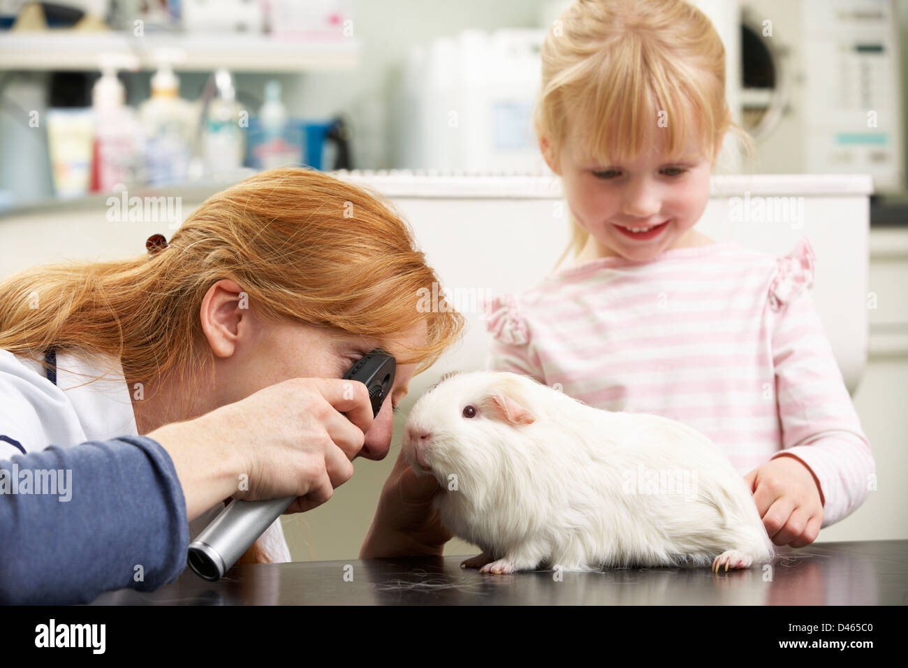 Femmina chirurgo veterinario esaminato per bambini cavia in chirurgia Foto Stock
