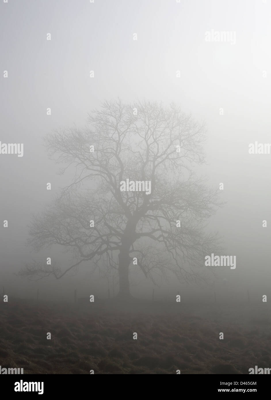 Alberi nebbia e nebbia a Steyning ciotola sulla South Downs in West Sussex England Foto Stock