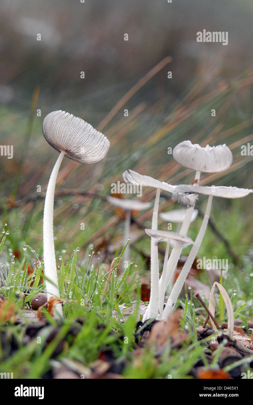 Wild Toadstools nei campi, erba con rugiada di mattina presto, Foto Stock