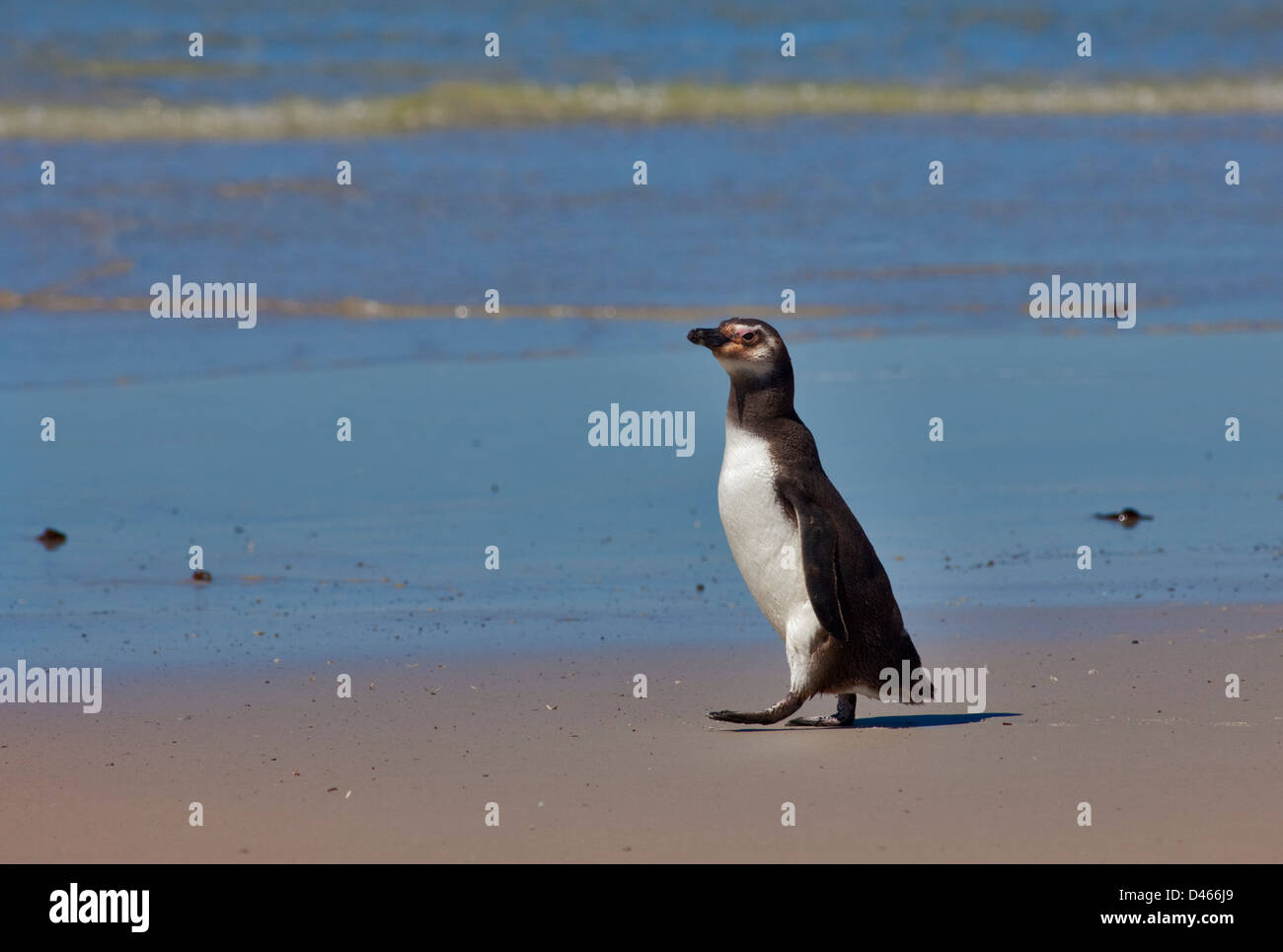 Magellanic Penguin (Spheniscus magellanicus) bambini sulla spiaggia a Saunders Island, Falklands Foto Stock