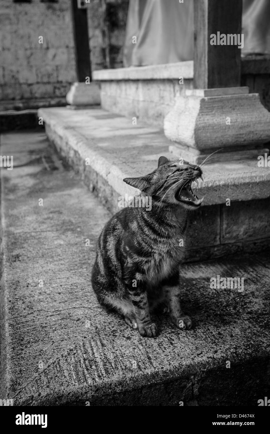 Un gatto che sbadiglia presso il Tempio di Pemuteran a Bali, in Indonesia Foto Stock