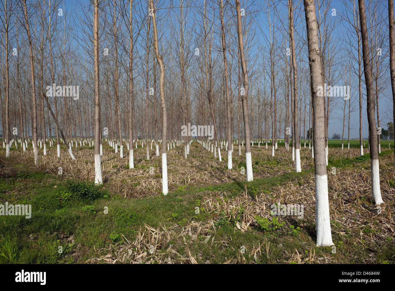 Un Punjabi paesaggio con una piantagione di giovani balsamo di alberi di pioppo bianco con trunk dipinta sotto un cielo blu. Foto Stock