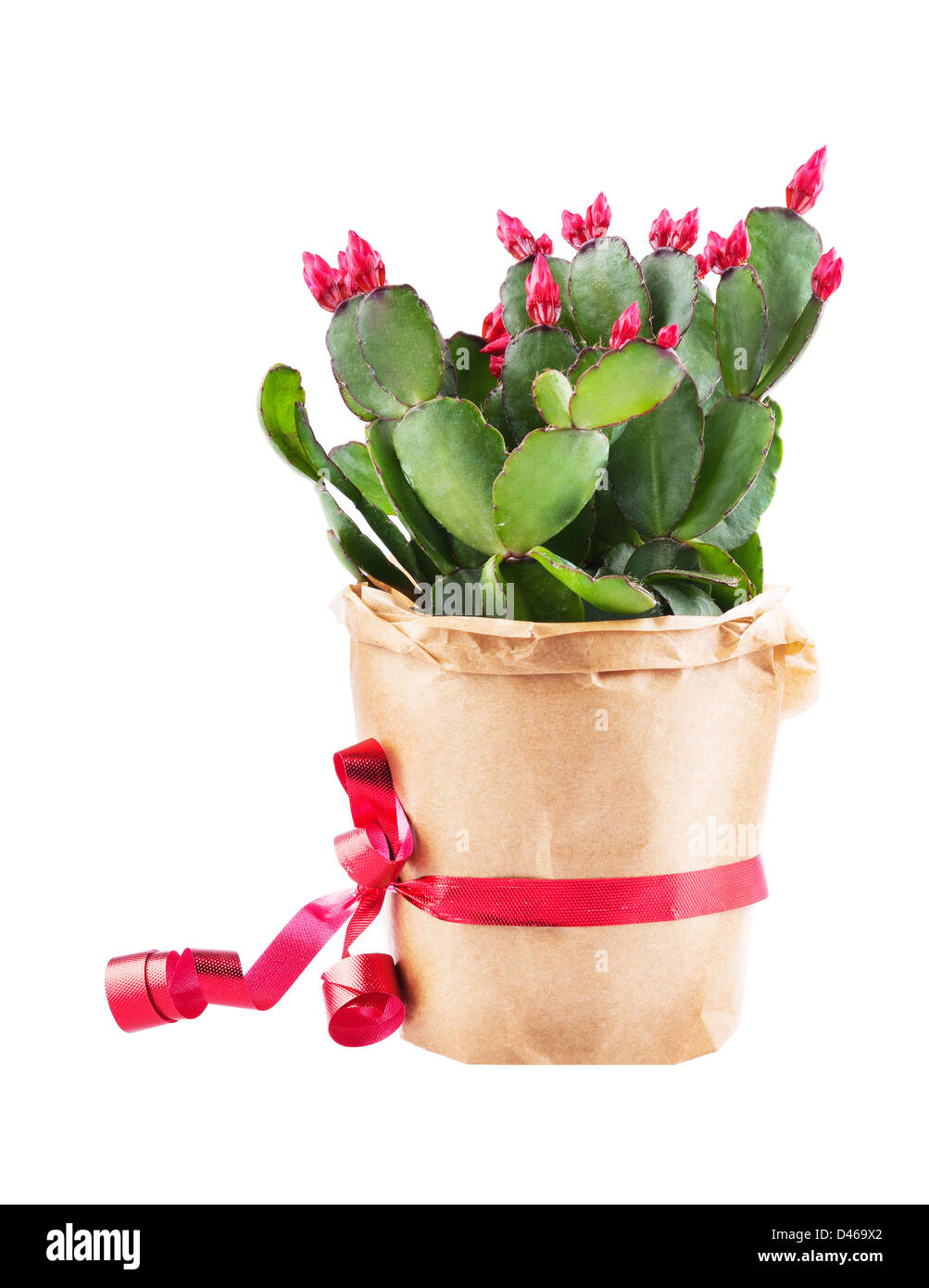 Shlumbergera cactus Foto Stock