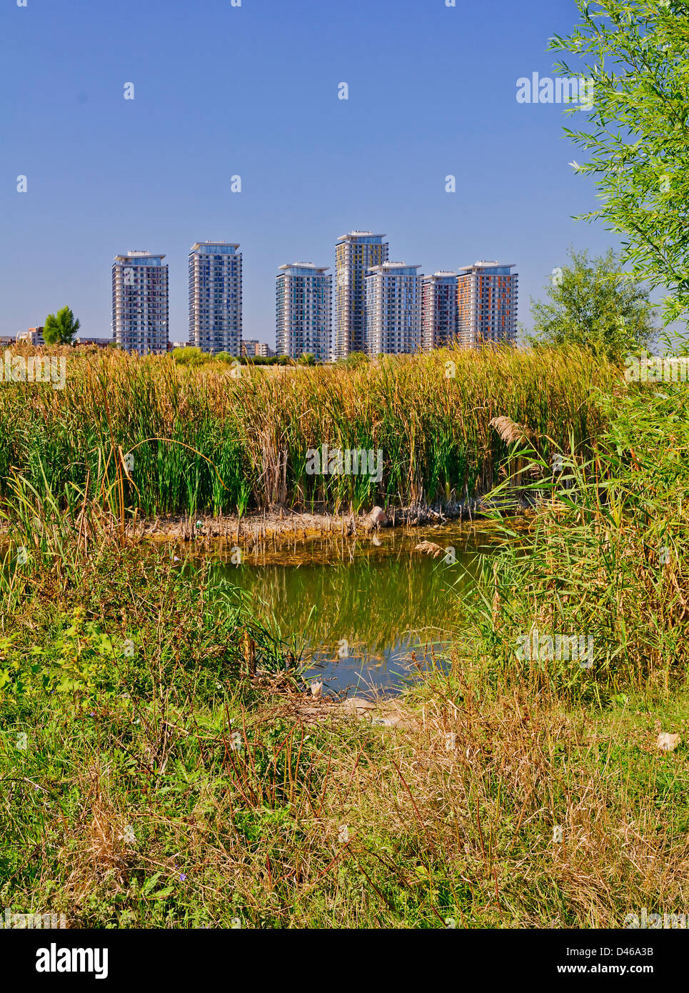 Delta naturale da qualche parte a Bucarest su un ex lago Foto Stock