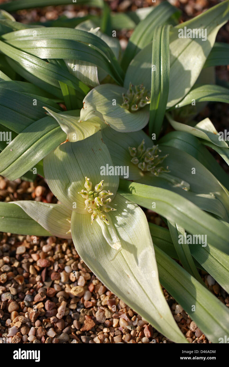 Androcymbium hantamense, Colchicaceae. La provincia del Capo, in Sud Africa. Foto Stock