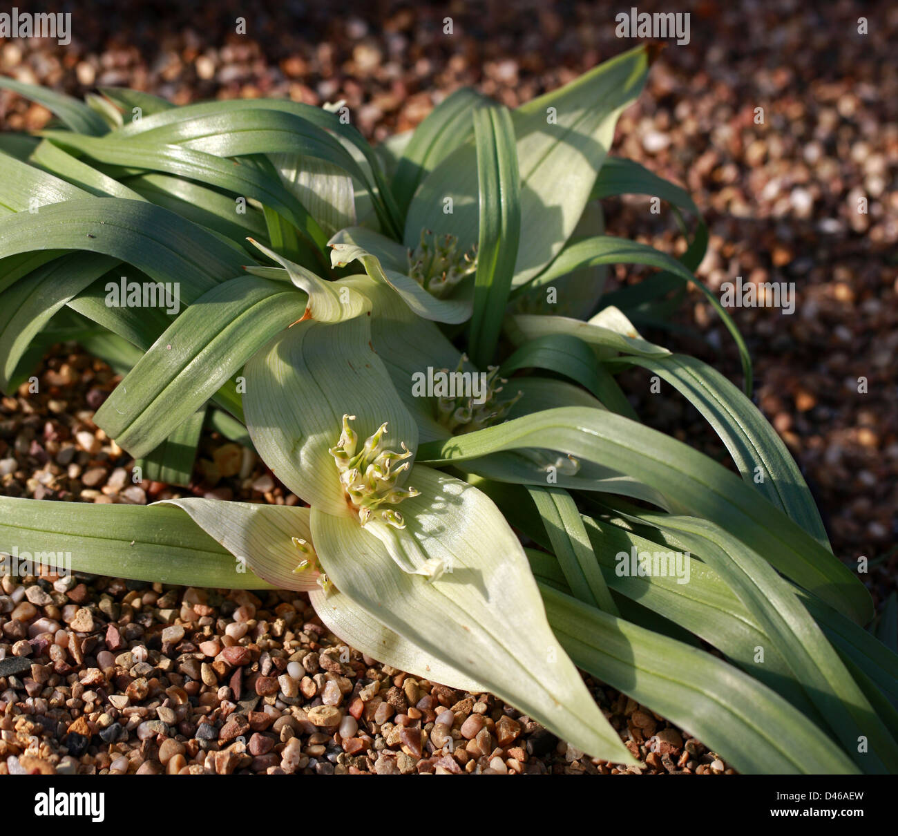 Androcymbium hantamense, Colchicaceae. La provincia del Capo, in Sud Africa. Foto Stock