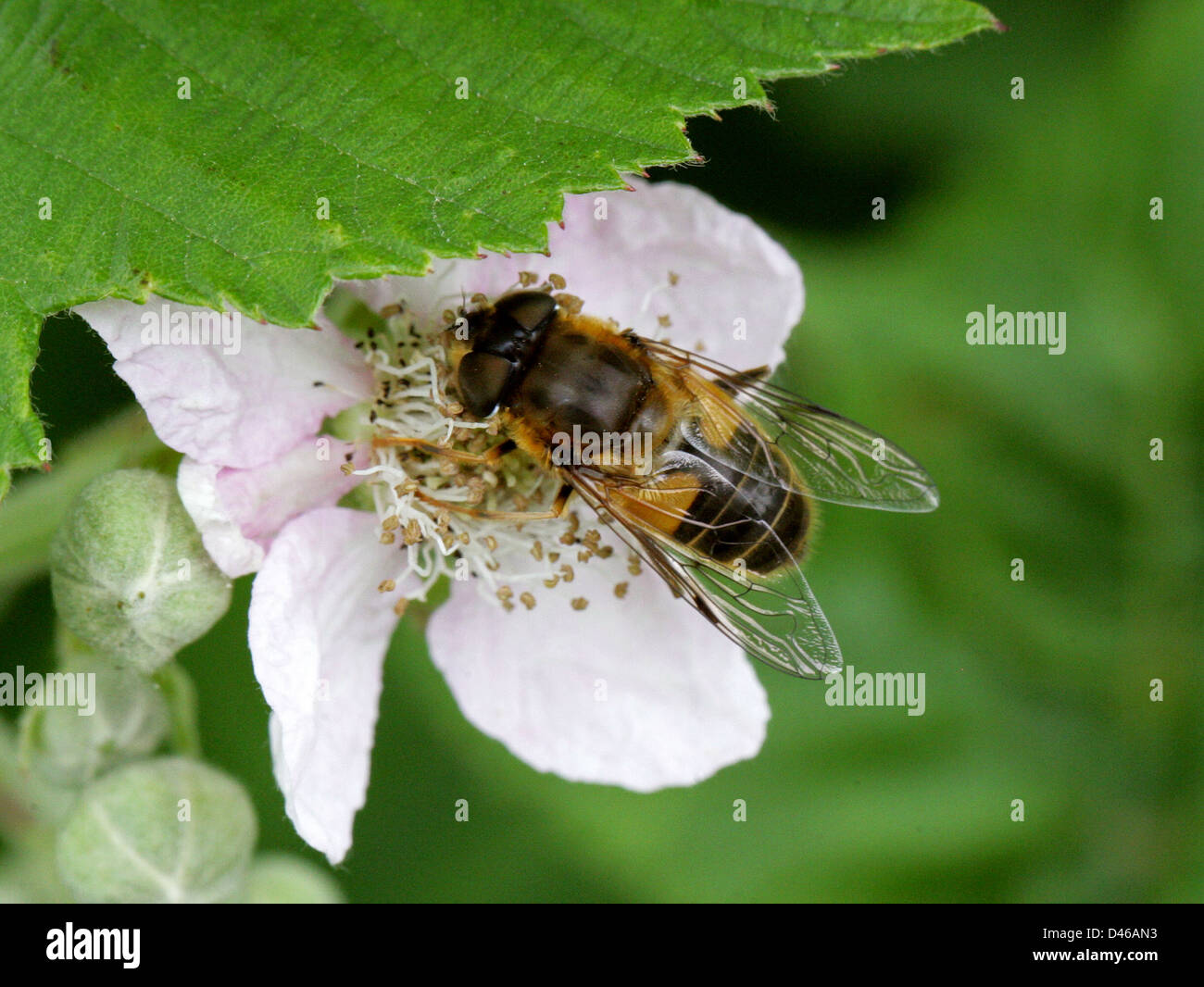 Honeybee femmina Mimic, Dronefly o Hoverfly, pertinax Eristalis, Diptera. Foto Stock