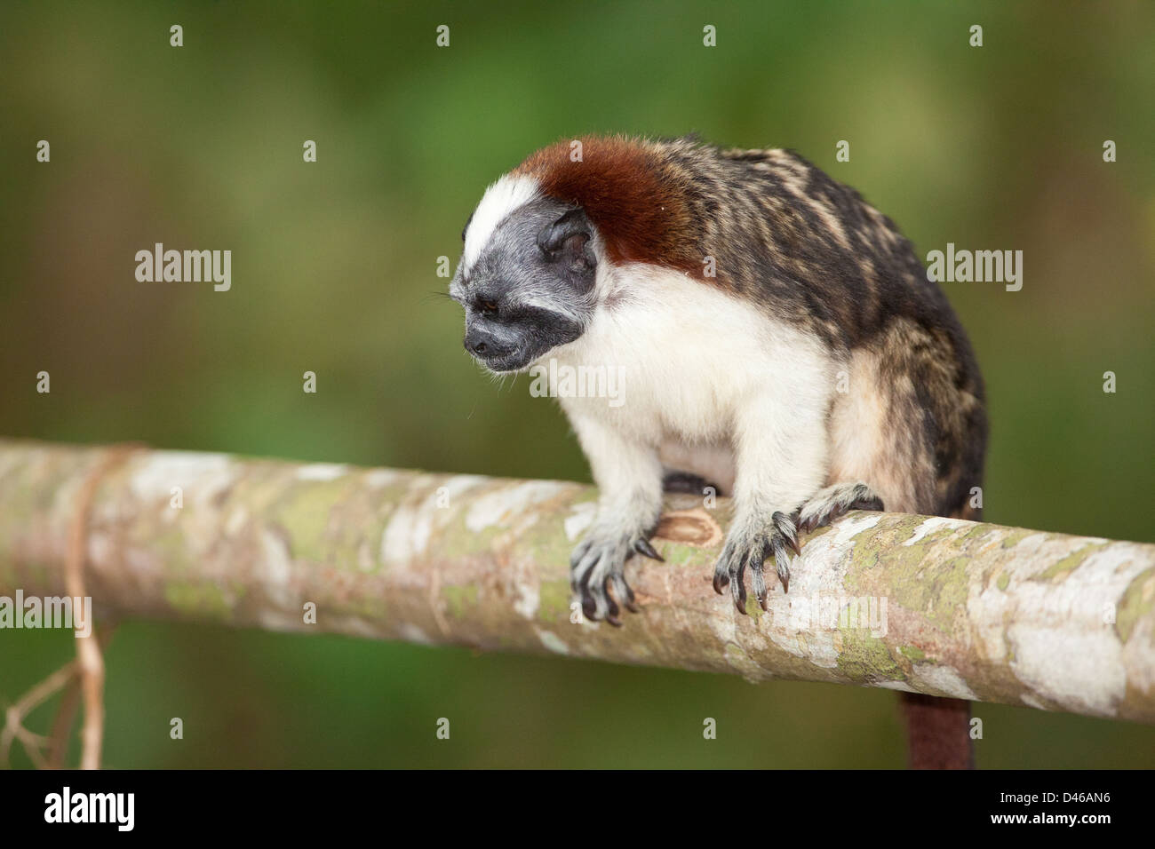 Geoffroy's Tamarin, sci. nome; Saguinus geoffroyi, su un isola nel Lago Gatun (lago), Repubblica di Panama. Foto Stock