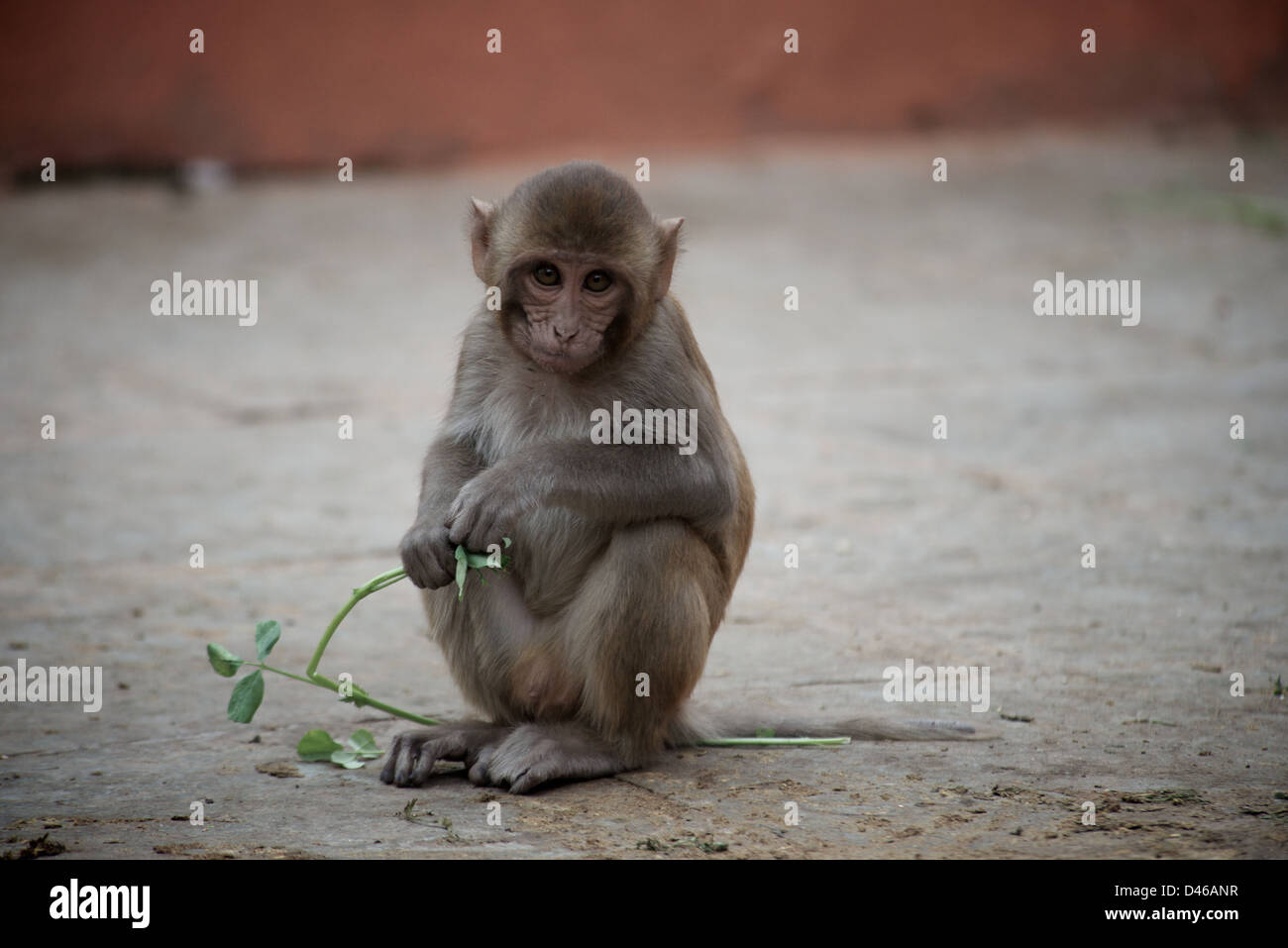 Un giovane macaco rhesus gioca con il suo cibo. Le piante e le verdure sono a sinistra per le scimmie trovato vicino ai templi di Jaipur. Foto Stock