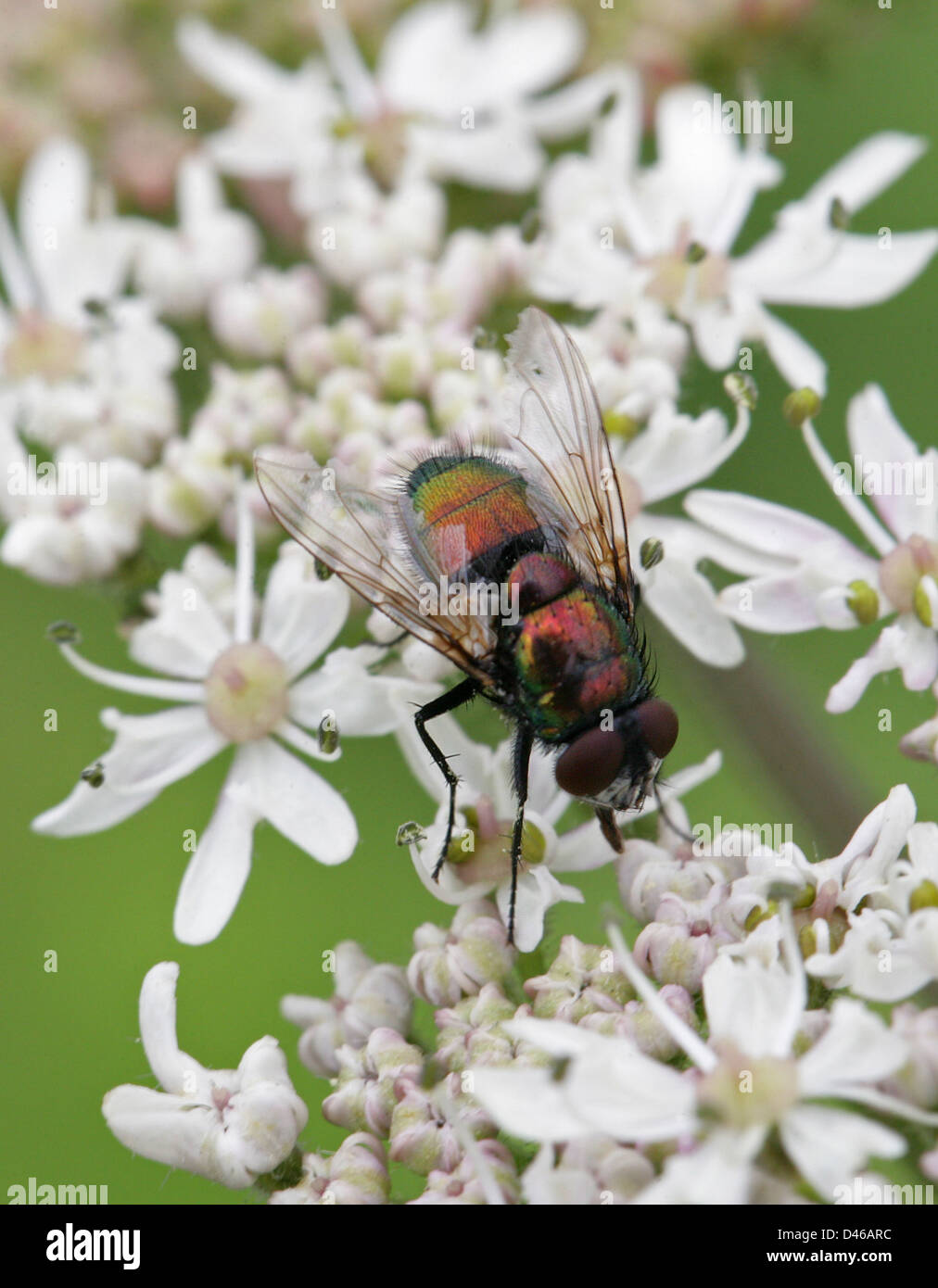 Verde bottiglia o Greenbottle Fly, Lucilia sericata, Calliphoridae, Diptera. Foto Stock