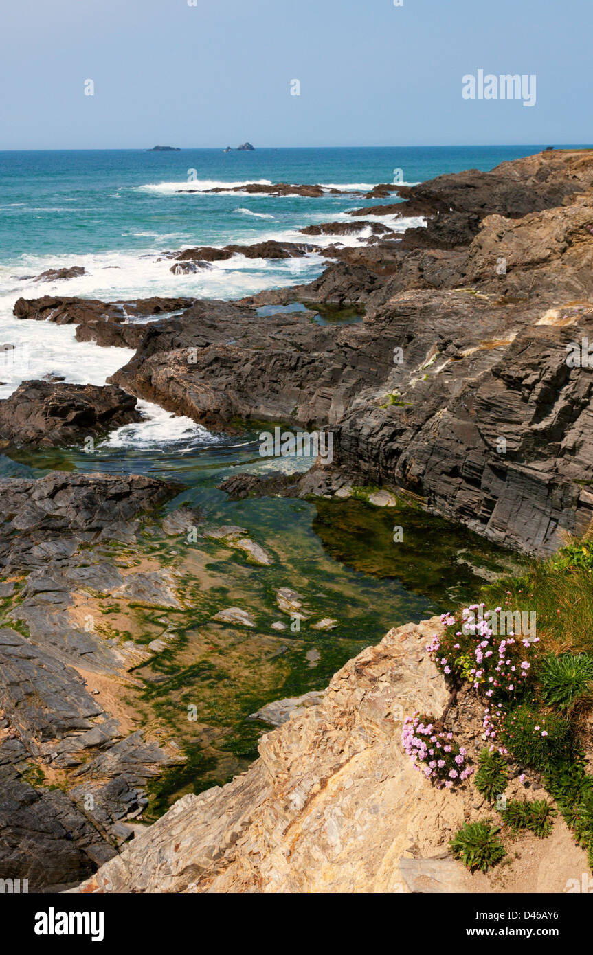 La parsimonia piante e una piscina di roccia sulla North Cornish Coast vicino Treyarnon Bay. Foto Stock