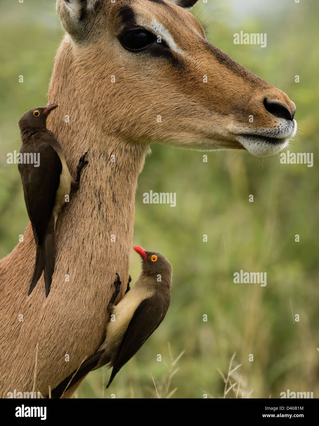 Due red fatturati oxpeckers uccelli (un adulto un bambino) toelettatura il collo di un impala antilopi. Foto Stock