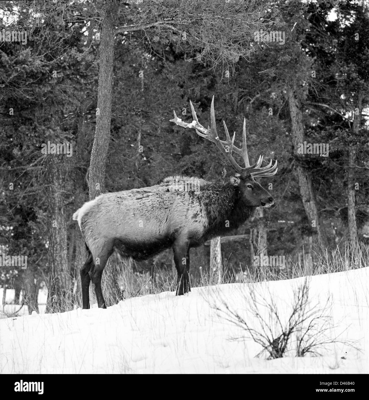 Bull elk in boschi innevati in bianco e nero Foto Stock