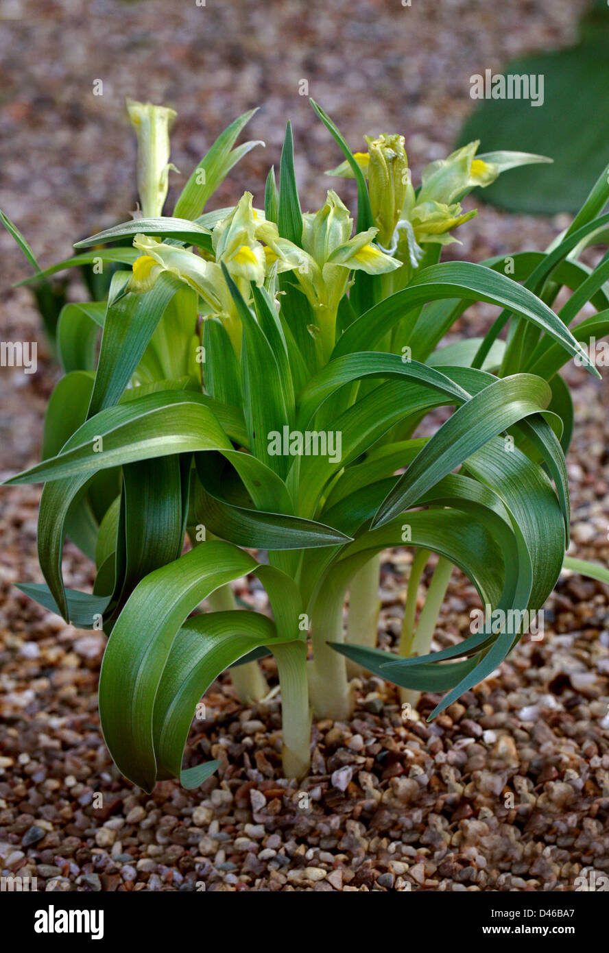 Juno, Iris Iris regis-uzziae, Scorpiris, Iridaceae, Israele e Giordania. Foto Stock