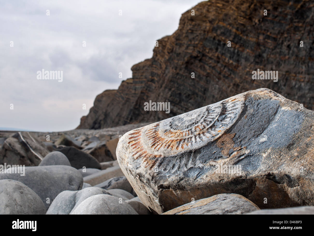 Un weathered Amonite sui fossili Kilve beach, Somerset, Regno Unito Foto Stock