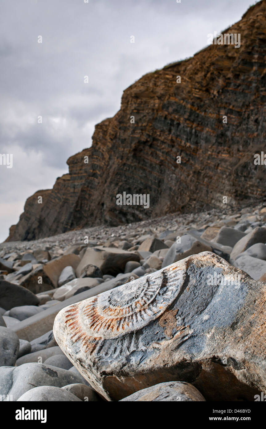 Un weathered Amonite sui fossili Kilve beach, Somerset, Regno Unito Foto Stock