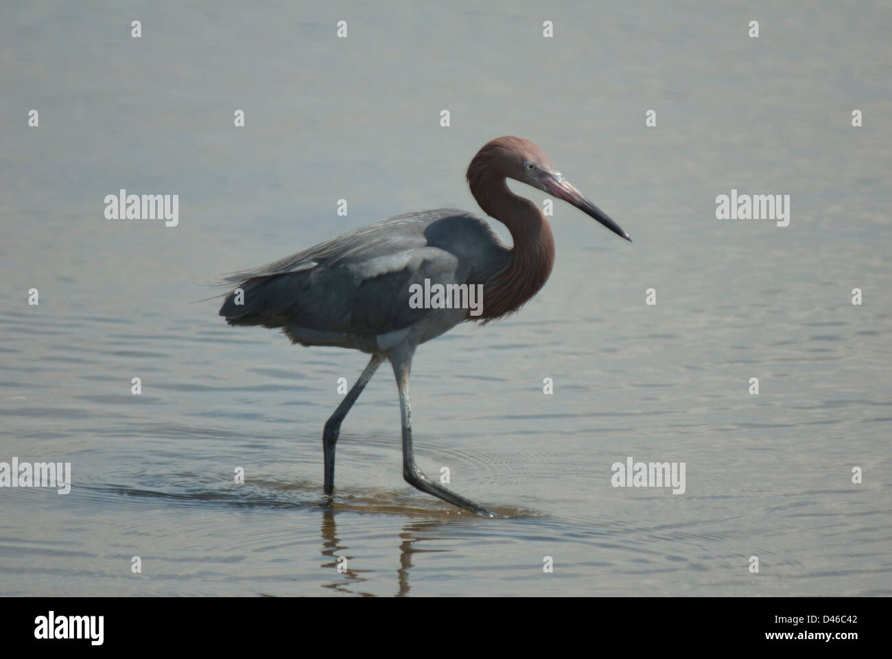 Reddish Garzetta (Egretta rufescens) a Bolsa Chica Laguna, California Foto Stock