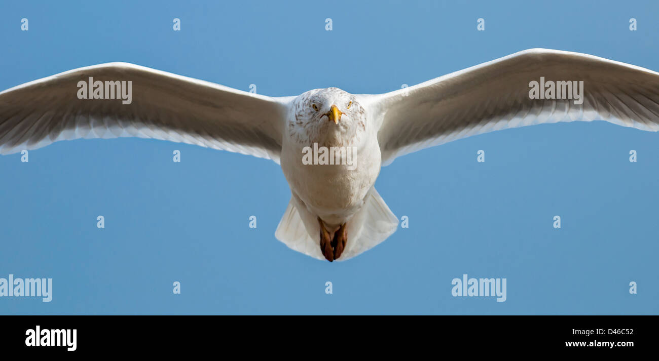 Aringa gull scorrevolezza Foto Stock
