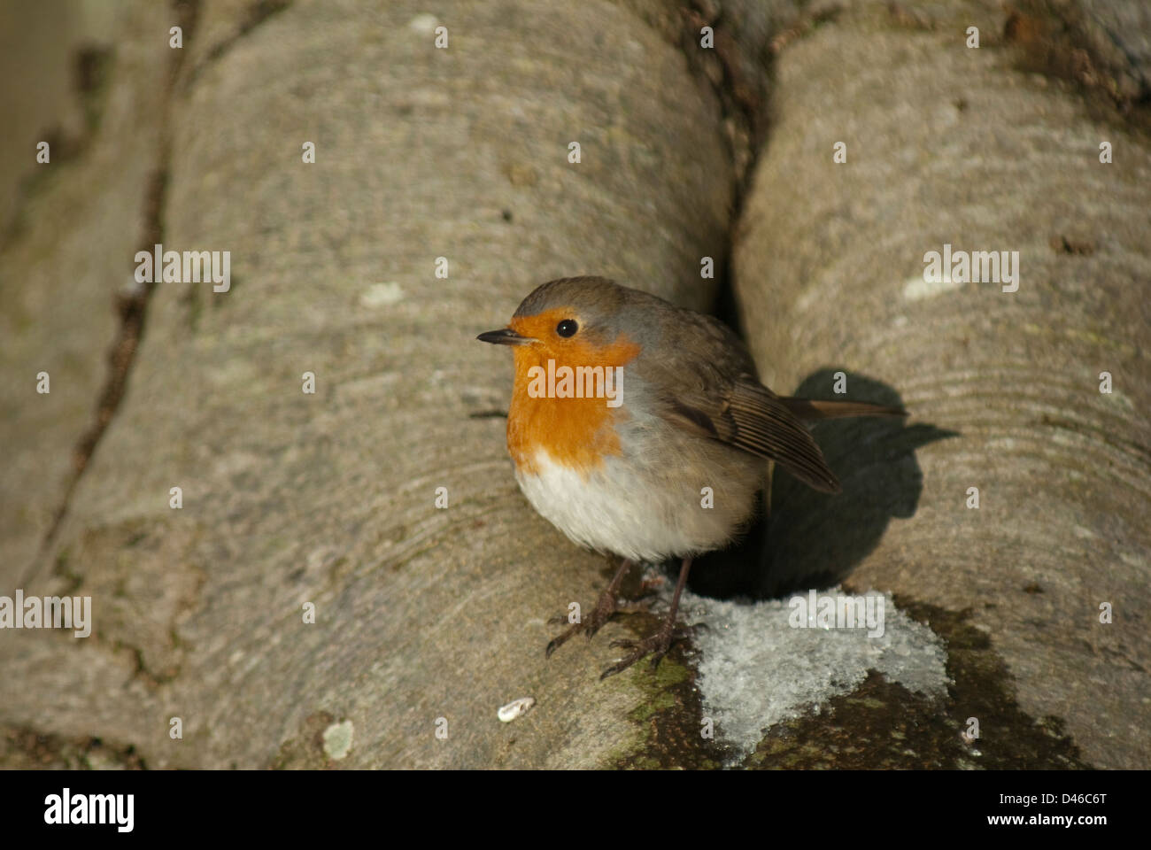 Robin (Erithacus rubecula) nella neve a Thetford Forest, Norfolk Foto Stock