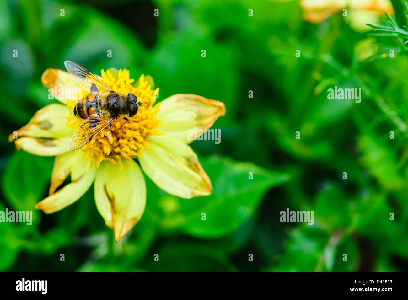 Fly impollinare un fiore giallo Foto Stock