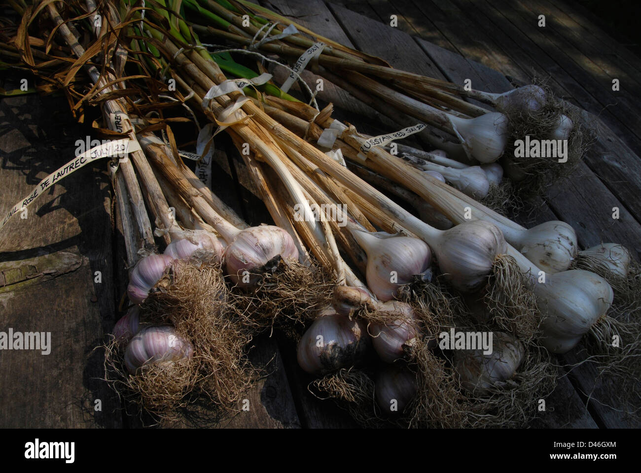 Un piccolo raccolto di varie raccolte di fresco aglio varietà. Foto Stock
