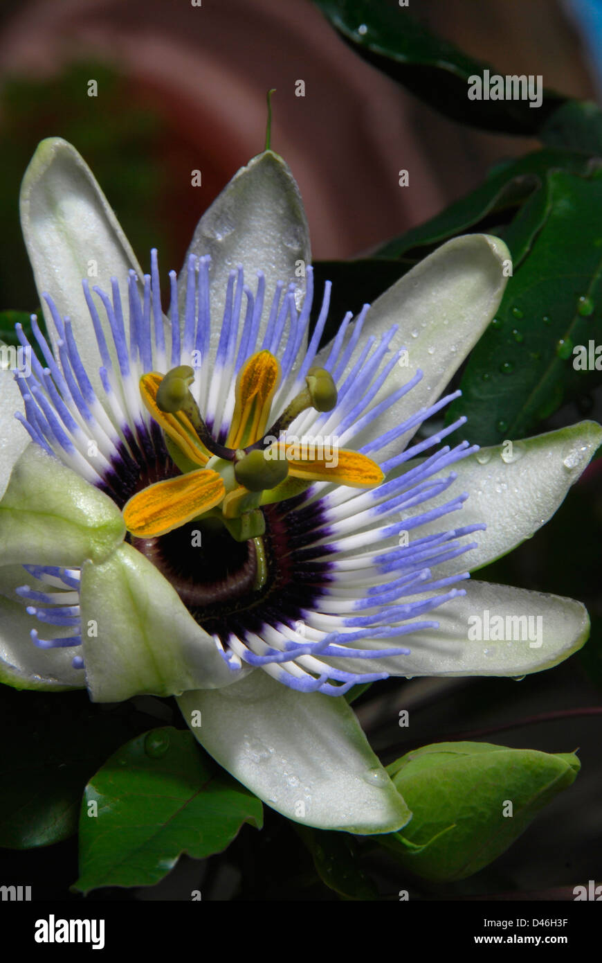 Le delicate fioriture di un blu fiore della passione (passiflora caerulea) Foto Stock