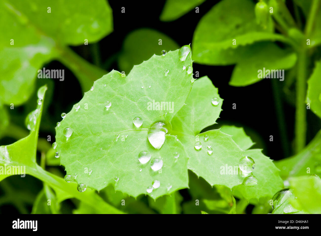 Primo piano di una foglia verde con le goccioline d'acqua. Foto Stock