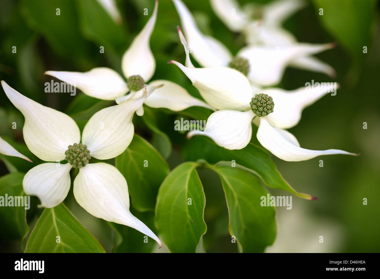 Foto macro di un fiore bianco Cornus Kousa con una profondità di campo ridotta. Foto Stock