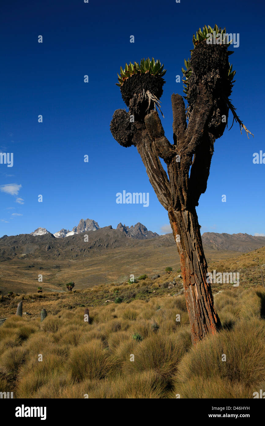 Gigante Dendrosenecio Groundsel albero sul pendio del Monte Kenya Foto Stock