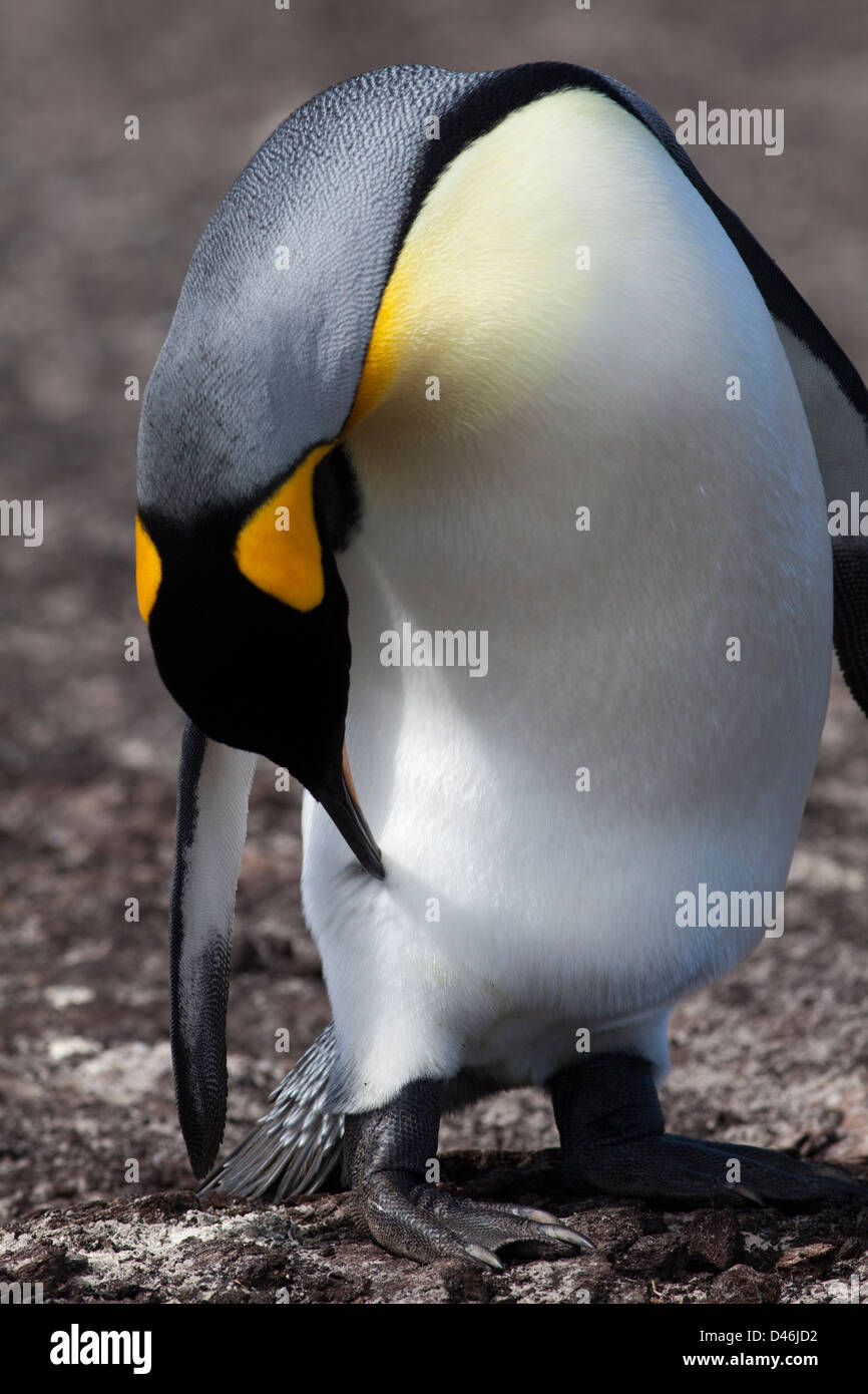 Re pinguino, Isole Falkland Foto Stock