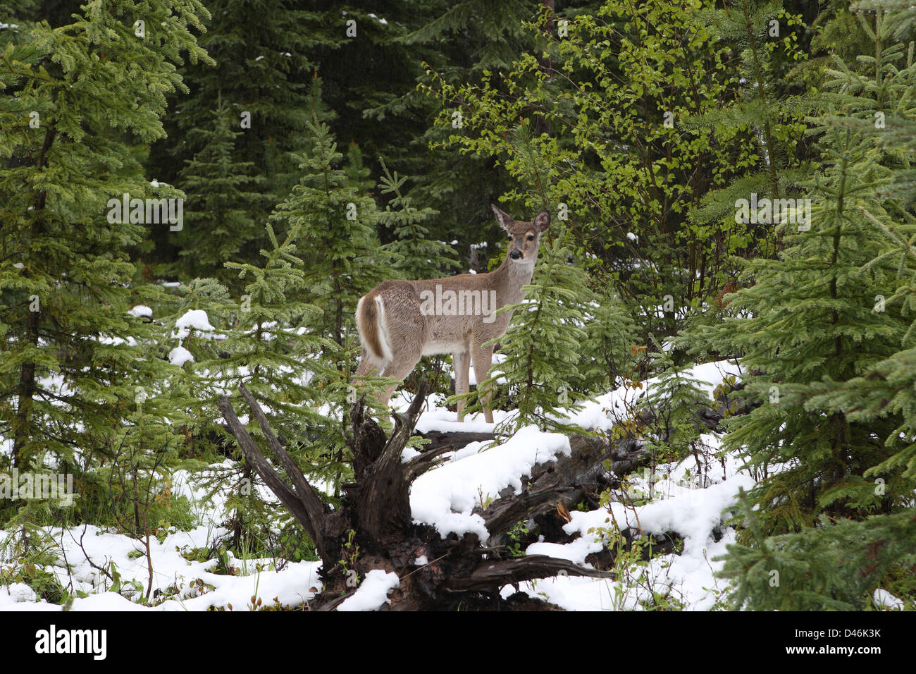 White-tailed deer Foto Stock