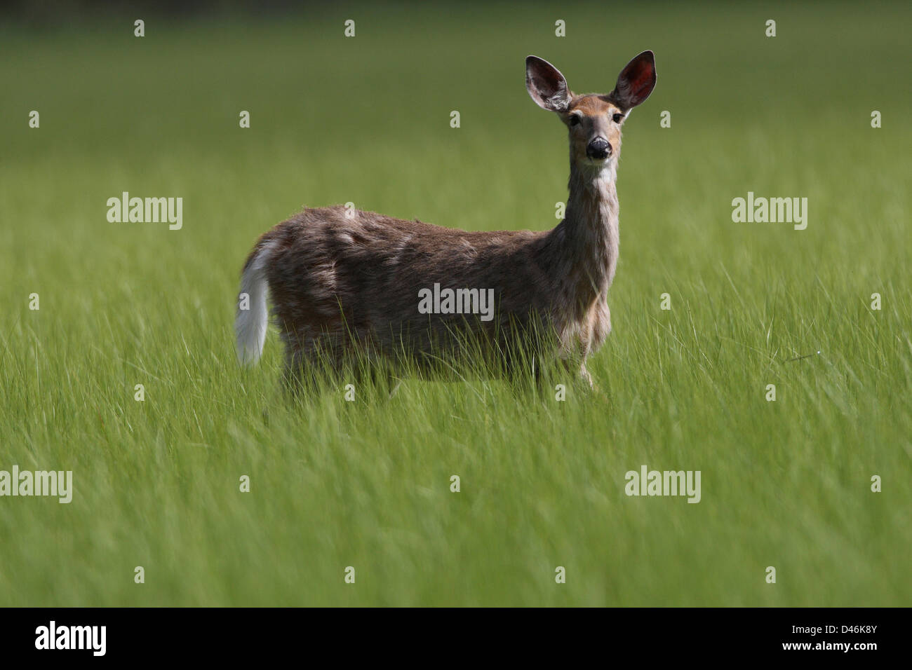 White-tailed deer Foto Stock