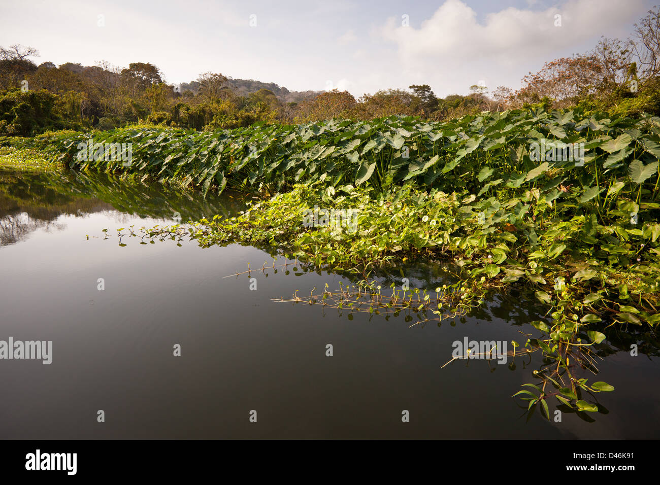 Un lato fiume Rio Chagres (lato est), il parco nazionale di Soberania, provincia di Panama, Repubblica di Panama. Foto Stock