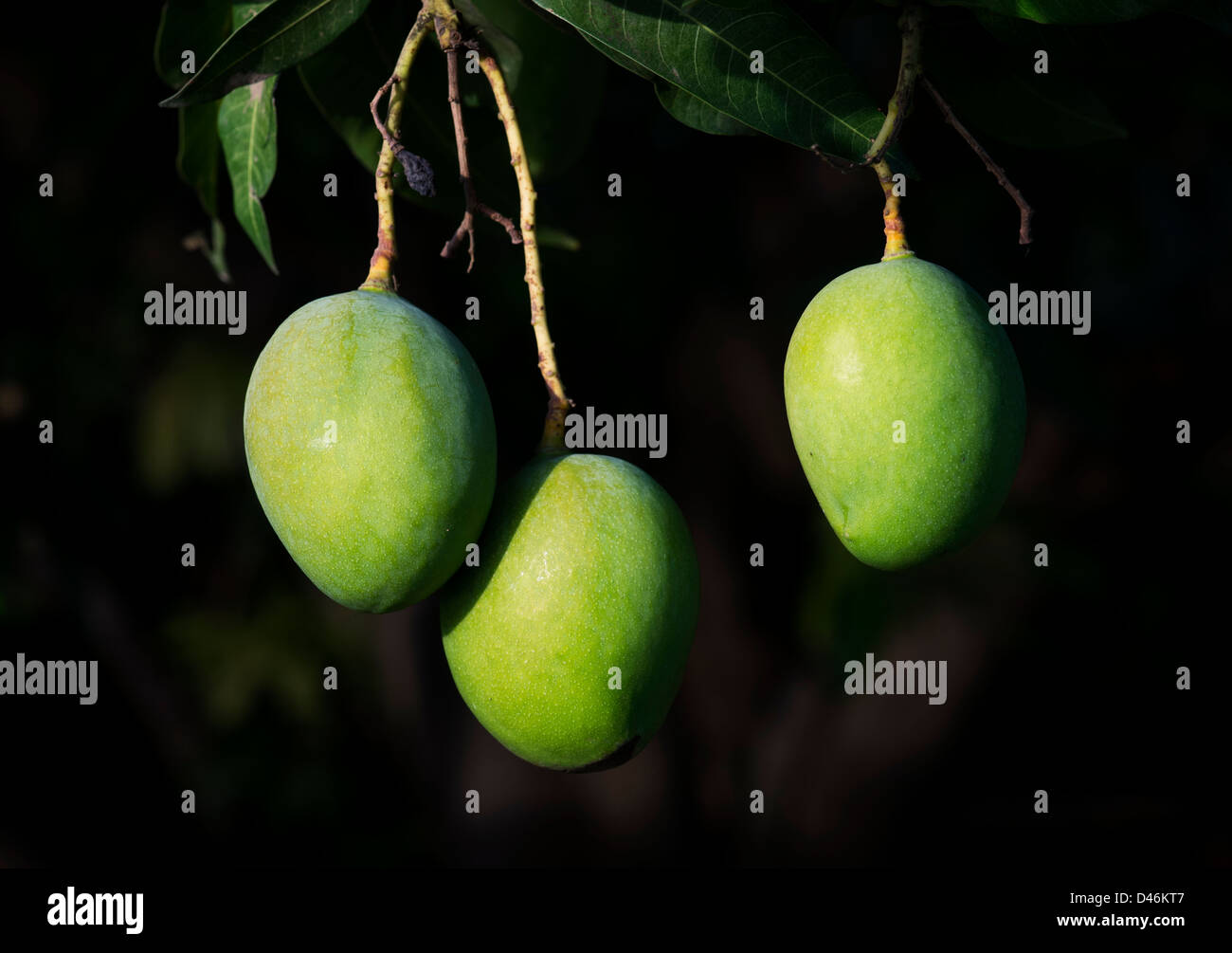 Mangifera indica. La maturazione Mango su un albero in campagna indiana. Andhra Pradesh, India Foto Stock