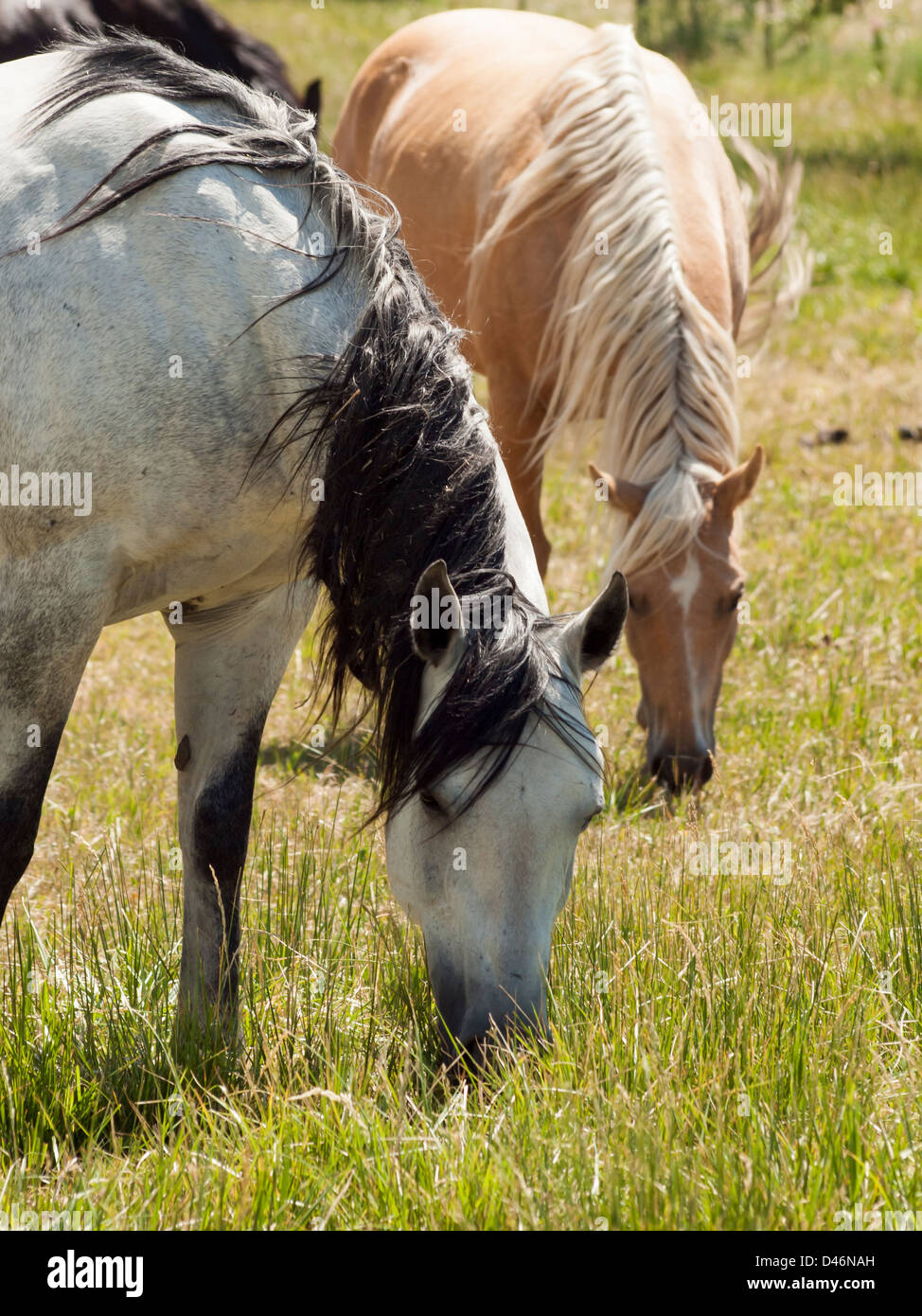 Cavalli al pascolo nel campo. Foto Stock