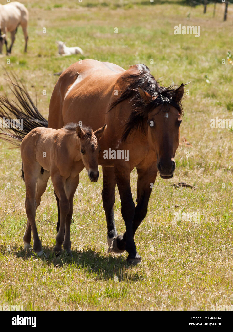 Cavalli al pascolo nel campo. Foto Stock