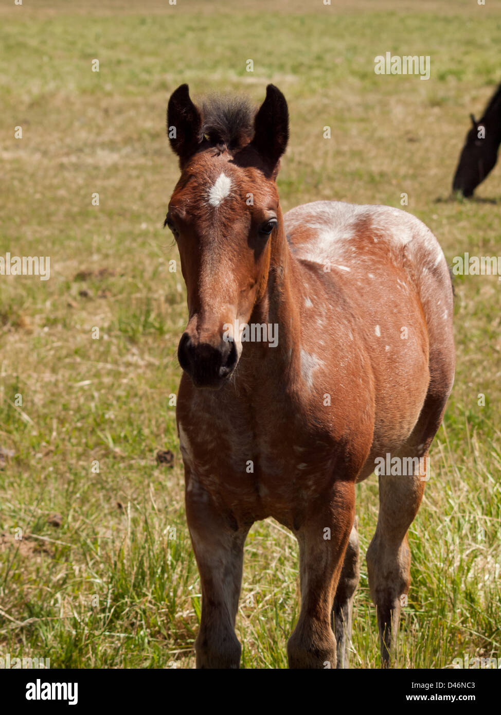 Cavalli al pascolo nel campo. Foto Stock