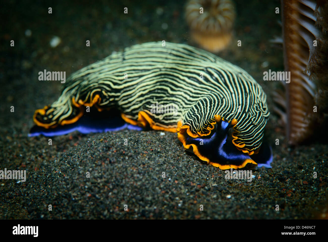 Arminia Nudibranch un mare slug Foto Stock