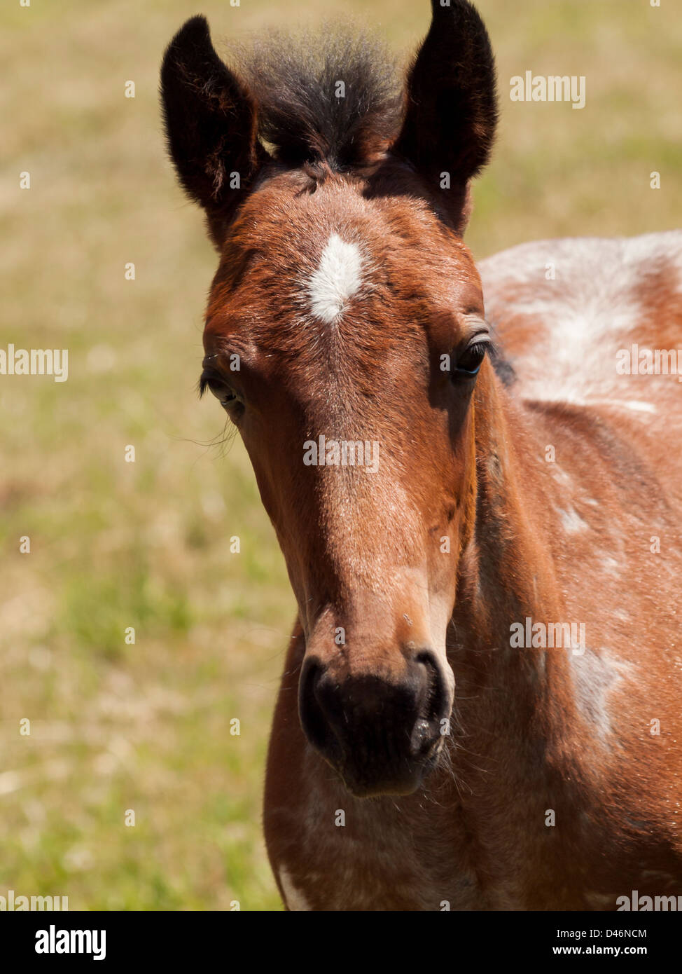 Cavalli al pascolo nel campo. Foto Stock