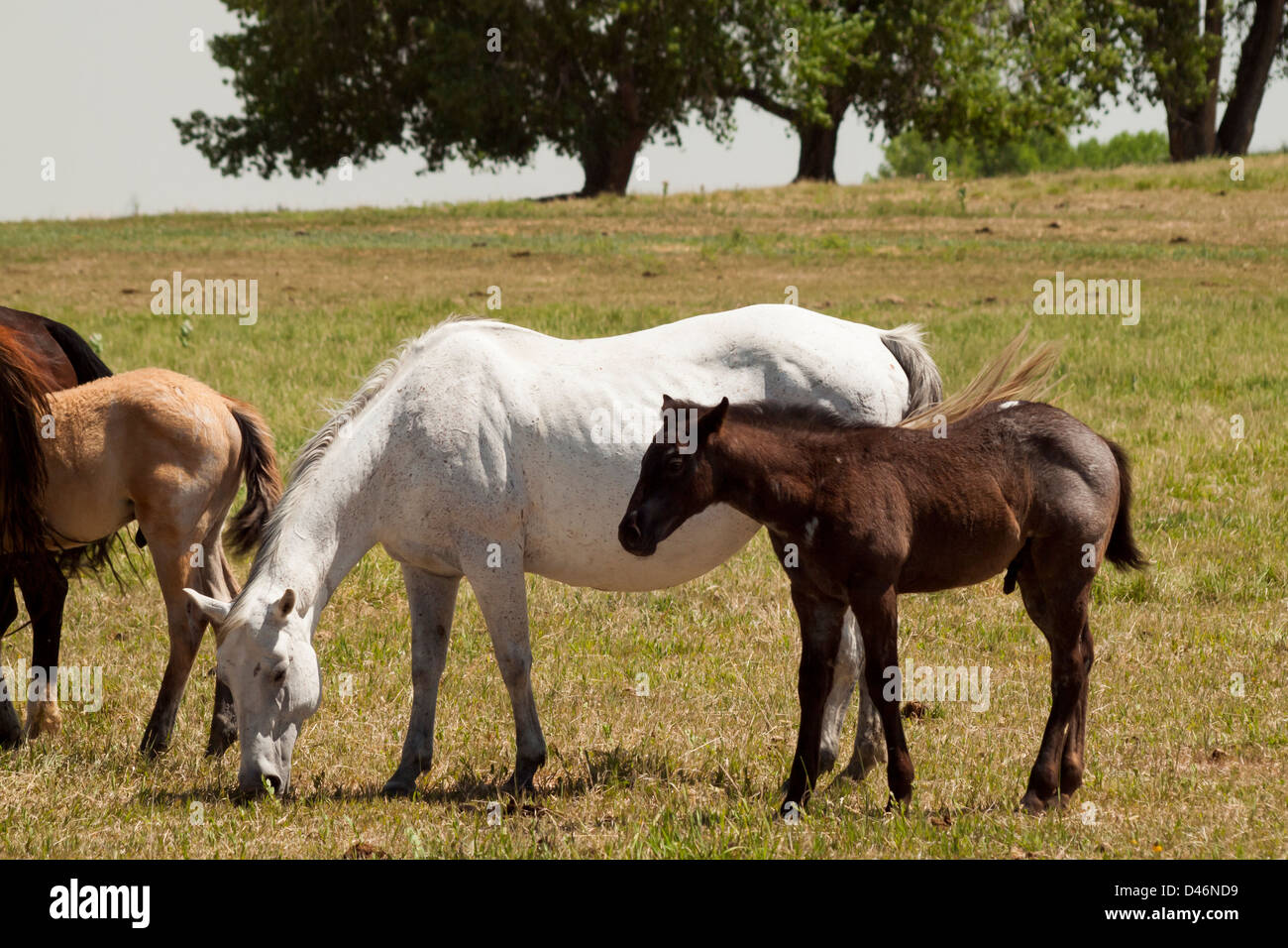 Cavalli al pascolo nel campo. Foto Stock