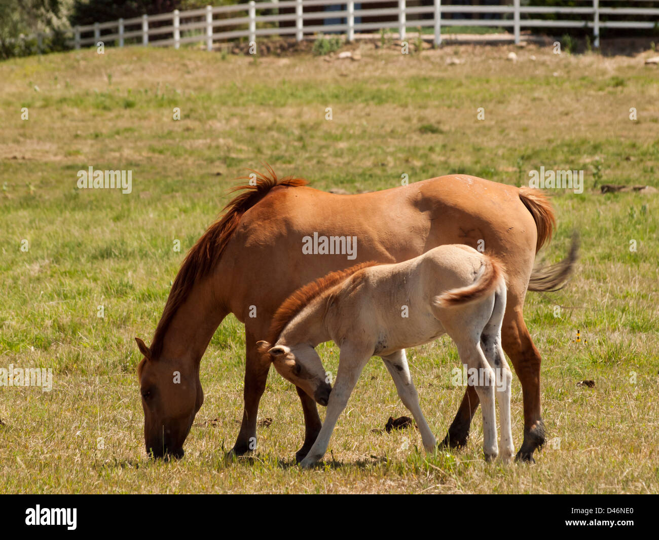 Cavalli al pascolo nel campo. Foto Stock