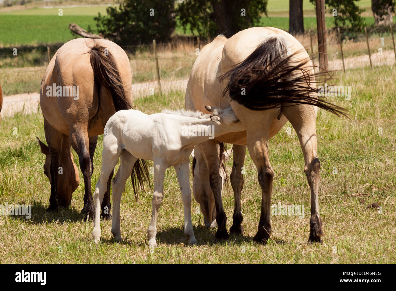 Cavalli al pascolo nel campo. Foto Stock