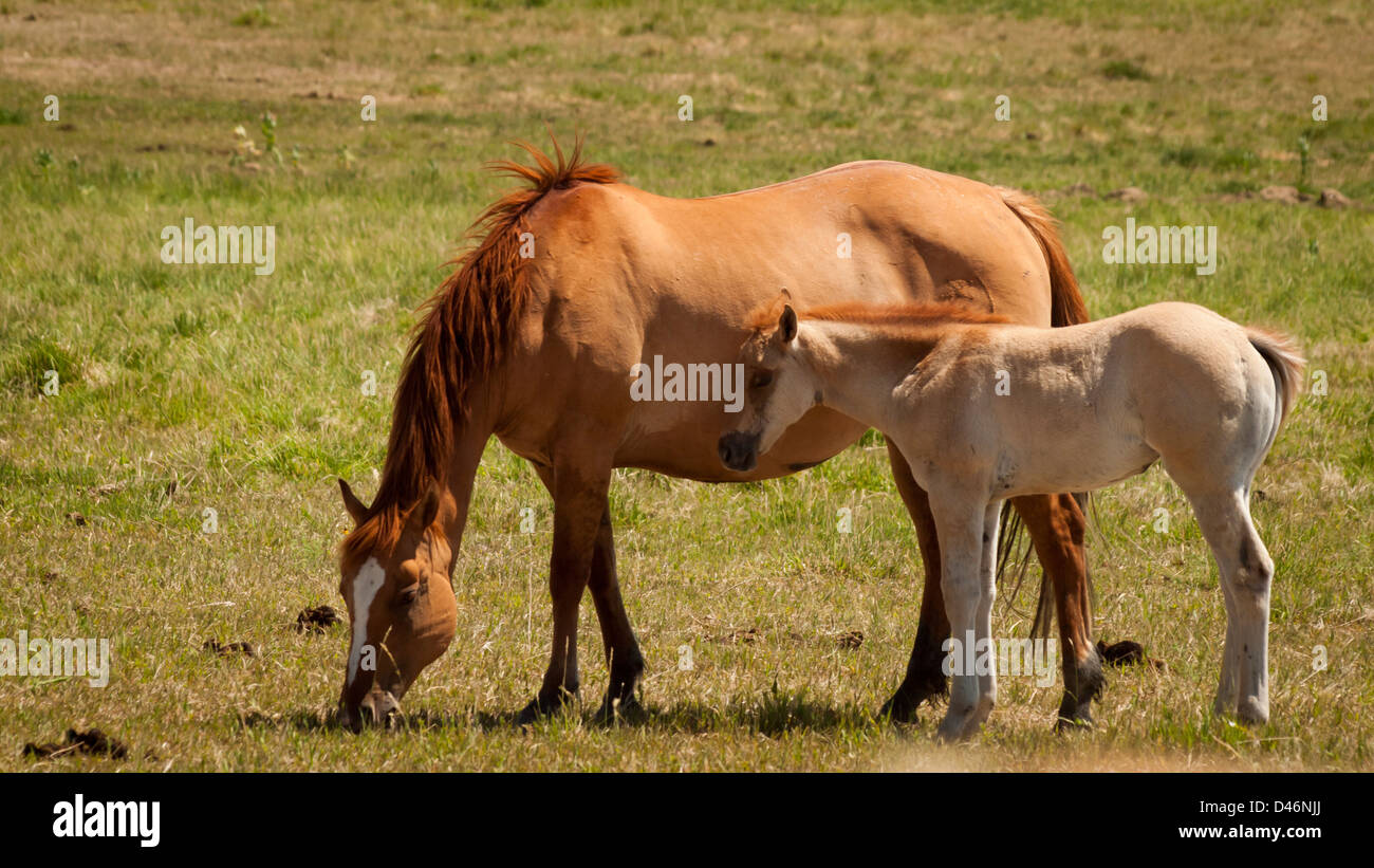 Cavalli al pascolo nel campo. Foto Stock
