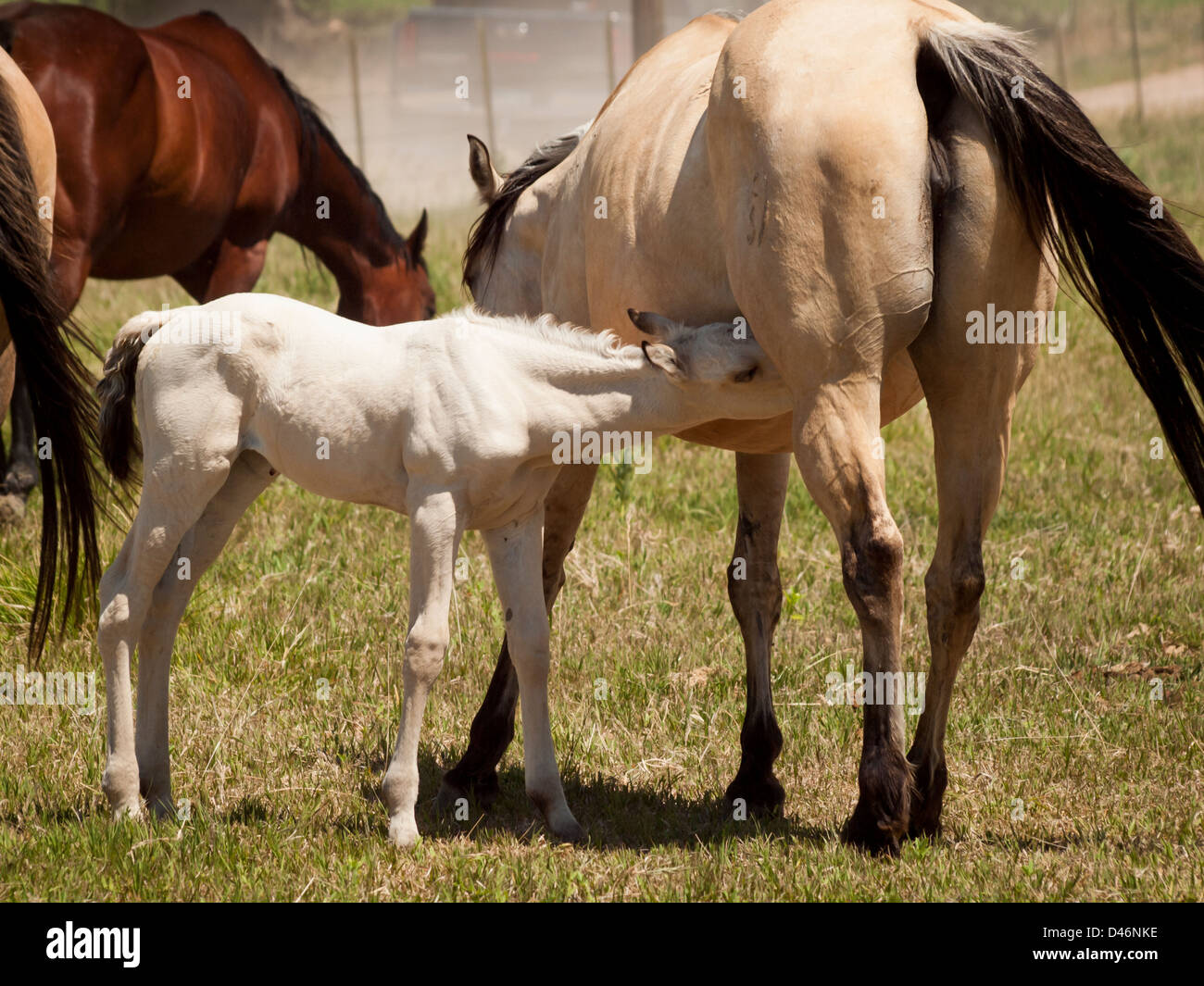 Cavalli al pascolo nel campo. Foto Stock