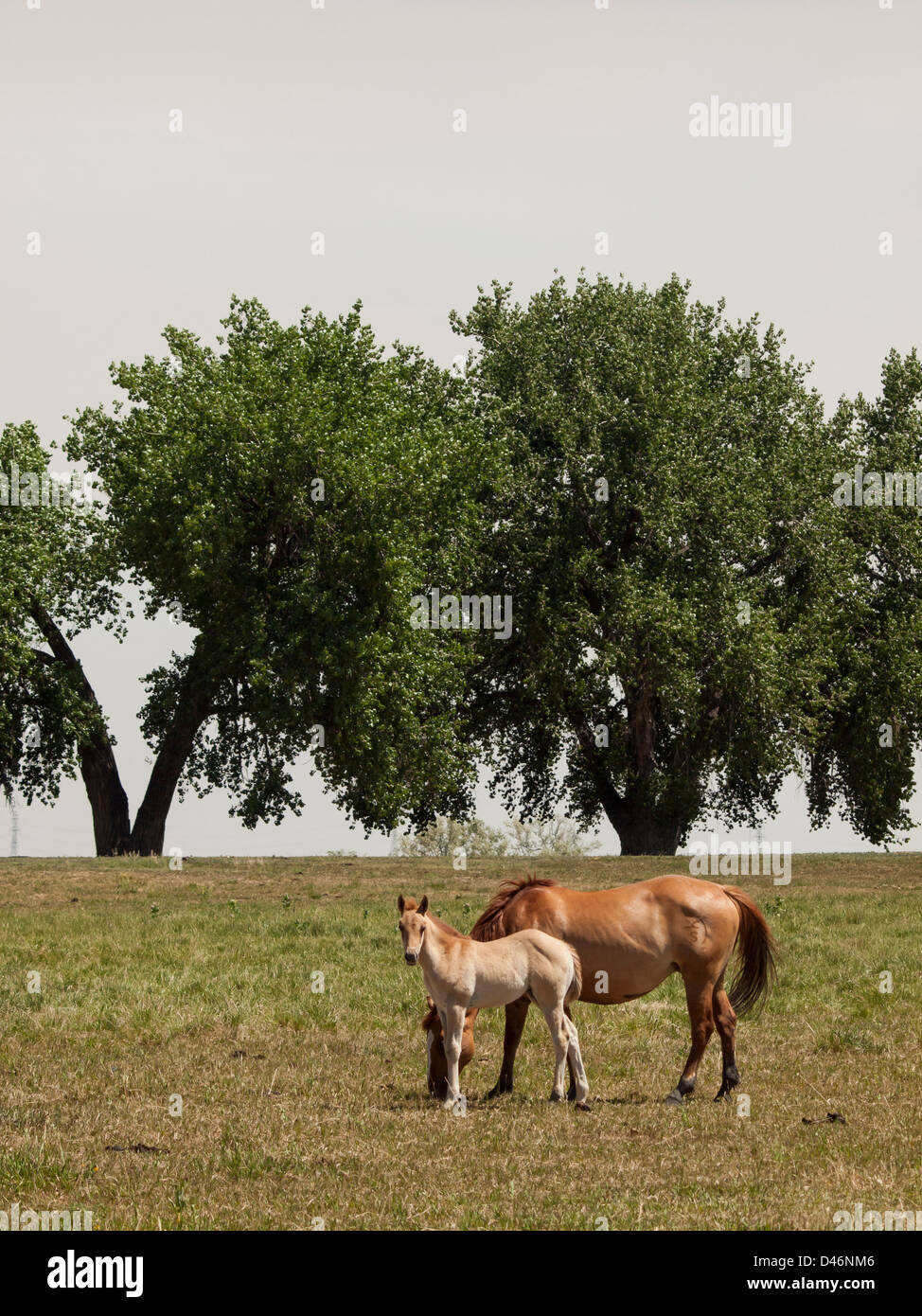 Cavalli al pascolo nel campo. Foto Stock