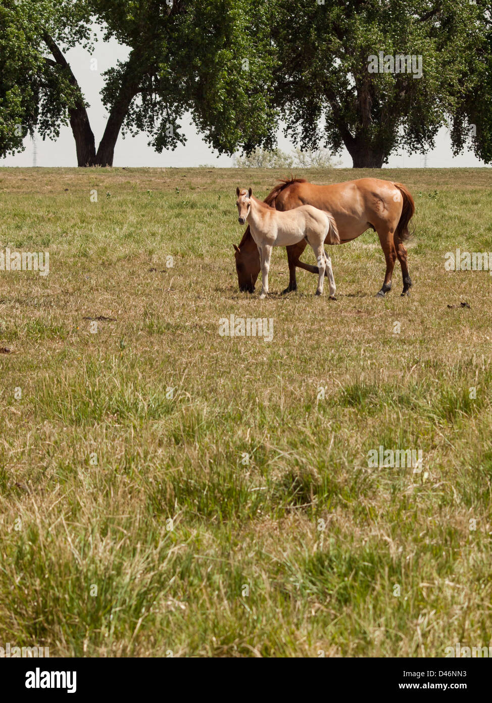 Cavalli al pascolo nel campo. Foto Stock