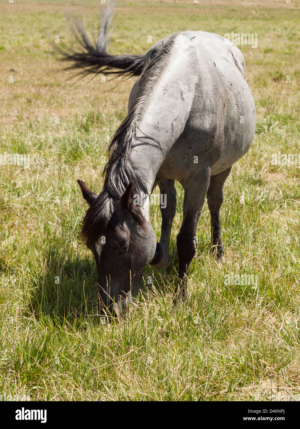 Cavalli al pascolo nel campo. Foto Stock